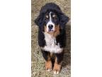 Adopt Halley a Bernese Mountain Dog