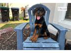Rottweiler Puppy for sale in Orlando, FL, USA