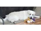 Adopt Neo a White Great Pyrenees / Mixed dog in Aurora, CO (34562811)