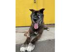 Adopt Hyde a Brindle Akita / Mixed dog in San Francisco, CA (34821373)