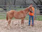 Reining/Cowhorse Prospect For Sale