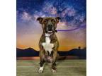 Adopt Marquise a Pit Bull Terrier