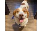Adopt Hinkle a Brittany Spaniel