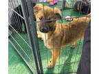 Adopt Gypsy a Border Terrier
