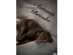Adopt Autumn Brooke a Chocolate Labrador Retriever
