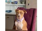 Adopt Shay a American Staffordshire Terrier