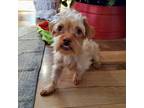 Adopt Zippy aka Minnie a Yorkshire Terrier