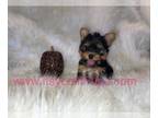 Yorkshire Terrier PUPPY FOR SALE ADN-544726 - Extreme Micro Teacup AKC