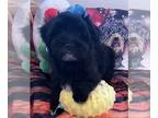 Havanese PUPPY FOR SALE ADN-544492 - Havanese Puppy Beautiful Quality