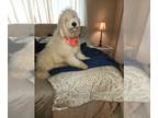 Goldendoodle (Miniature) PUPPY FOR SALE ADN-544583 - Boomer