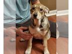 American Pit Bull Terrier-German Shepherd Dog Mix PUPPY FOR SALE ADN-544580 -
