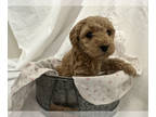 Cavapoo PUPPY FOR SALE ADN-544625 - Cava poo puppy