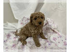 Cavapoo PUPPY FOR SALE ADN-544626 - Cavapoo puppy