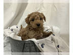 Cavapoo PUPPY FOR SALE ADN-544629 - Cavapoo puppy