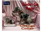Great Dane PUPPY FOR SALE ADN-544548 - Valentine Puppies