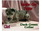 Great Dane PUPPY FOR SALE ADN-544549 - Valentine Puppies