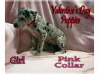 Great Dane PUPPY FOR SALE ADN-544550 - Valentine Puppies