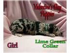 Great Dane PUPPY FOR SALE ADN-544551 - Valentine Puppies