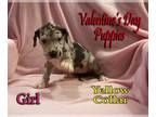 Great Dane PUPPY FOR SALE ADN-544555 - Valentine Puppies