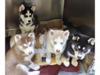Siberian Husky PUPPY FOR SALE ADN-544587 - Siberian Husky Puppies