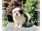 Shih Tzu PUPPY FOR SALE ADN-544945 - Teacup blue eyes AKC Chinese Imperial