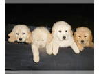 Golden Retriever PUPPY FOR SALE ADN-544584 - Golden Retriever puppies