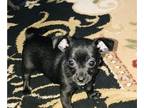 Chihuahua PUPPY FOR SALE ADN-544865 - Chihuahua pup in Fayetteville NC