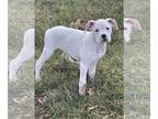 Boxer PUPPY FOR SALE ADN-544426 - White AKC Female Boxer Puppy