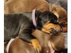 Doberman Pinscher PUPPY FOR SALE ADN-544645 - Doberman puppies coming soon
