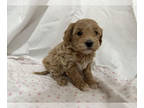 Cavapoo PUPPY FOR SALE ADN-544621 - Cavapoo puppy