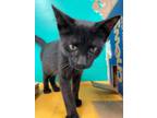 Adopt Snavely A Domestic Short Hair