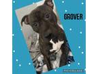 Adopt GROVER a Staffordshire Bull Terrier