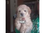 Adopt Hans a Mixed Breed
