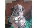 Adopt Elsa a German Shepherd Dog