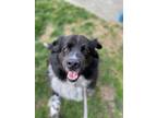 Adopt Bentley a Mixed Breed, Collie