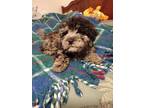 Adopt Ashton a Miniature Poodle, Newfoundland Dog