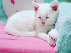 Female White Ragamese Ragdoll Kitten