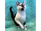 Adopt Korg a Black & White or Tuxedo Domestic Shorthair / Mixed (short coat) cat
