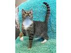 Adopt Thor a Gray or Blue (Mostly) Domestic Shorthair / Mixed (short coat) cat