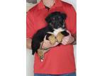 Adopt Rocky a Tricolor (Tan/Brown & Black & White) Bernese Mountain Dog / Collie