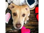 Adopt Copper a Tan/Yellow/Fawn Pit Bull Terrier / Labrador Retriever / Mixed dog