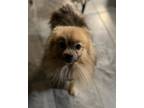 Adopt Phillip a Black - with Tan, Yellow or Fawn Pomeranian / Mixed dog in Queen