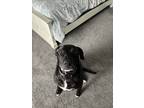 Adopt Colt a Black - with White Labrador Retriever dog in Commerce City