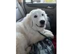Adopt Lily a White Great Pyrenees dog in Eunice, LA (37184985)