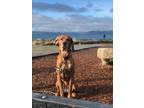 Adopt Hadley a Red/Golden/Orange/Chestnut Redbone Coonhound / Mixed dog in