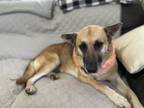 Adopt Nova Grace a Tricolor (Tan/Brown & Black & White) German Shepherd Dog /