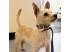 Adopt Alegra (ID# A0051929417) a Terrier (Unknown Type, Medium) / Mixed dog in