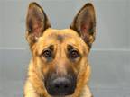 Adopt ALANI a Black German Shepherd Dog / Mixed dog in Denver, CO (37185198)