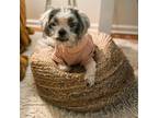 Adopt Marguerite (Patches) a White - with Tan, Yellow or Fawn Shih Tzu / Mixed