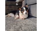 Adopt Layla a Black Pembroke Welsh Corgi / Mixed dog in Sinking Spring